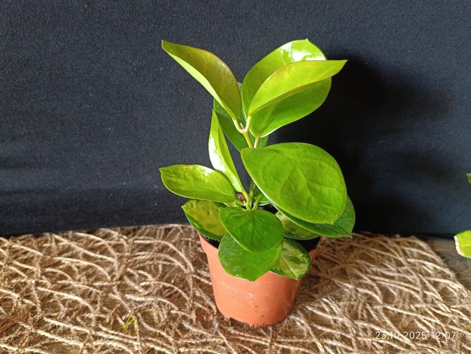 Hoya        Хойа