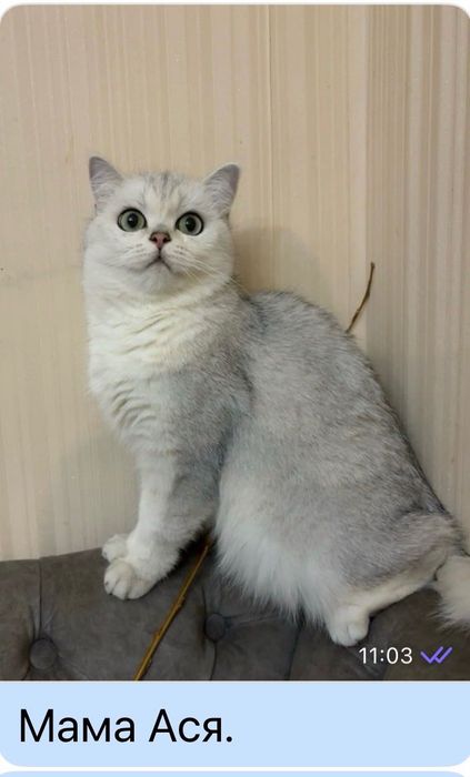 Британські срібні шиншили.