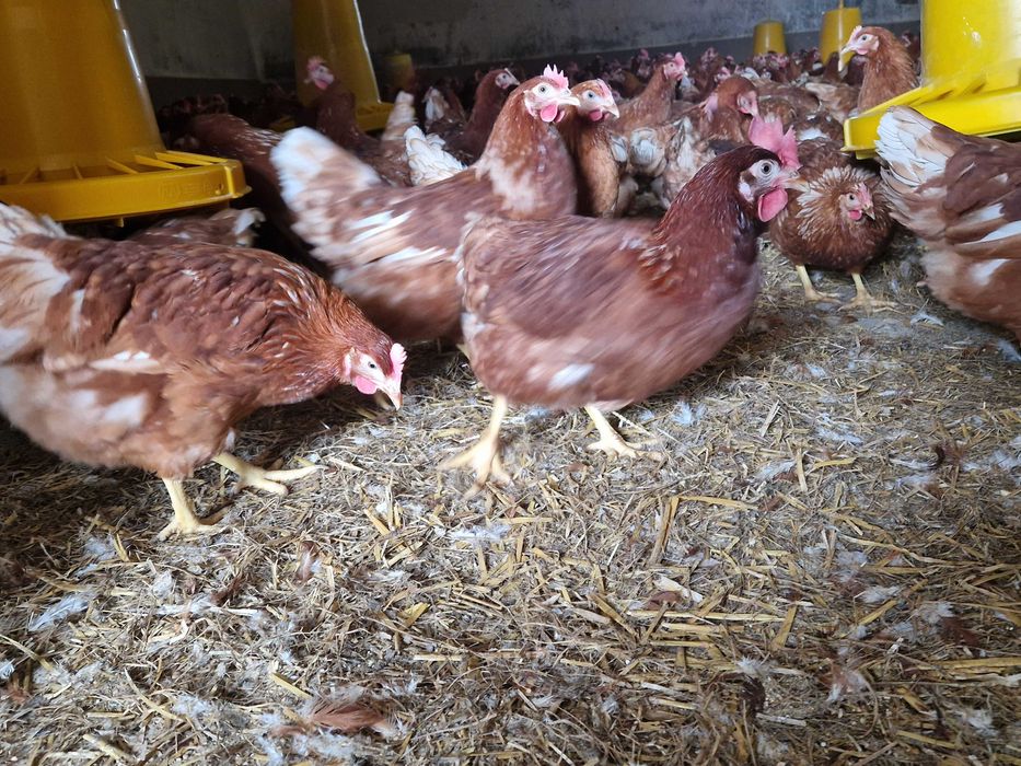 KURKI nioski Tetra brązowa  dowóz gratis