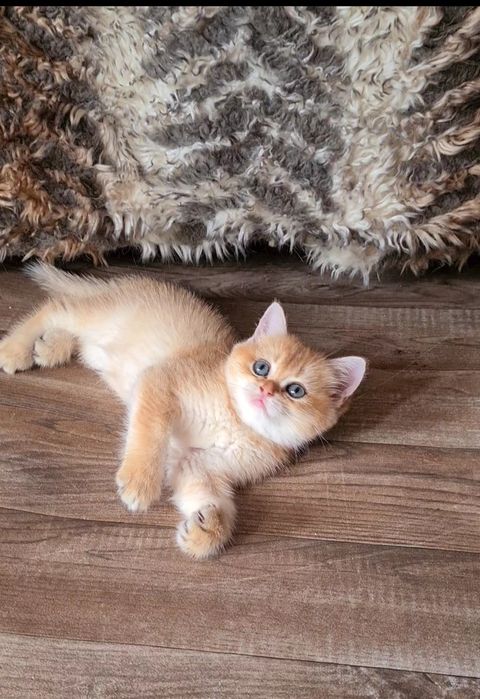 Золотая шиншилла Девочка и Мальчик