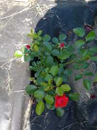 троянда червона дрібноквіткова в контейнері
