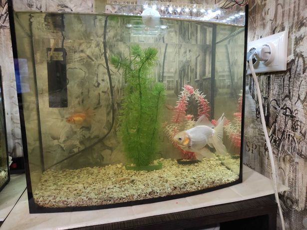 продам аквариум на 35 л с золотыми рыбками вуалехвост и фильтром