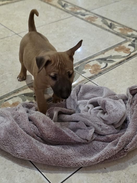 Bulterier Miniaturowy ZKwP piesek