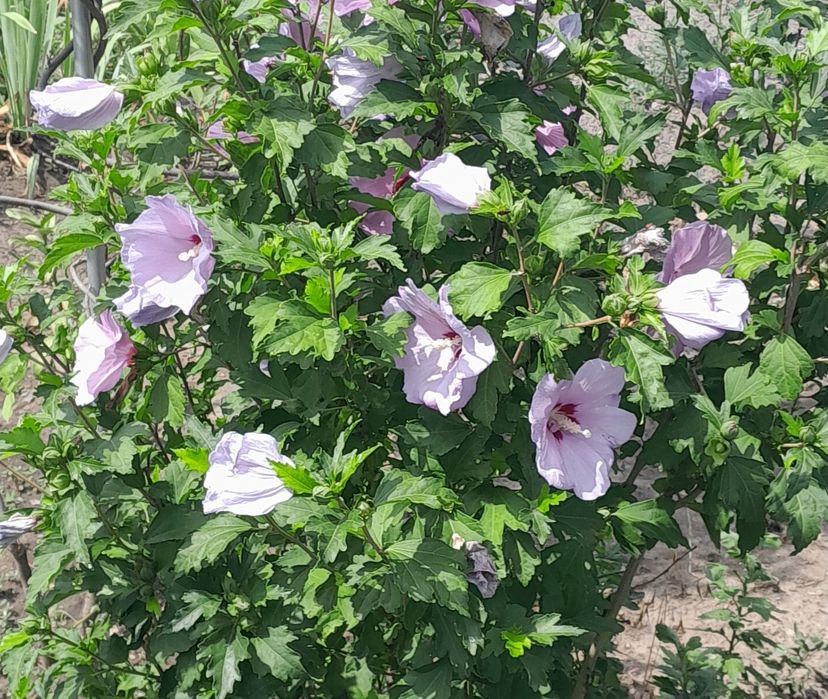 Продам гібіскус  дерево