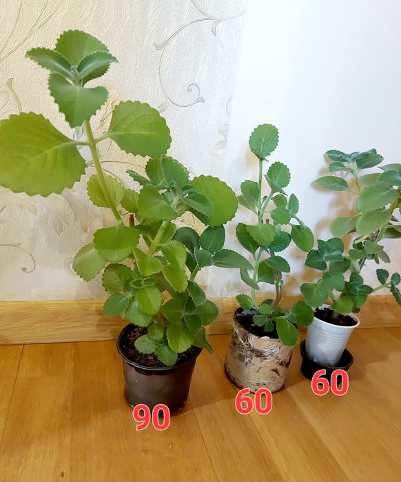 Комнатная мята (Плектрантус)