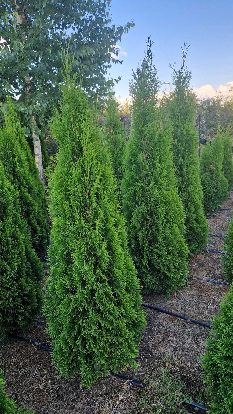 Thuja Smaragd Tuja Szmaragd 180-200 cm KOŃCÓWKI MATERIAŁU-PRODUCENT