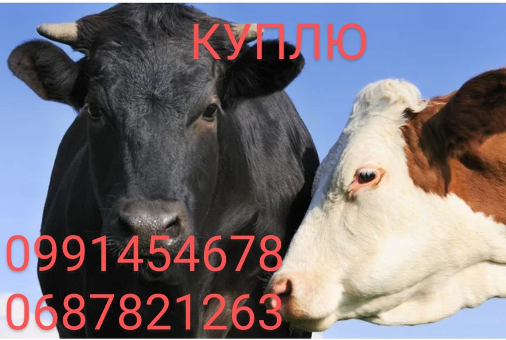 Говядина, свинина, козы