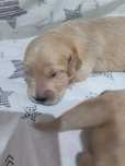 Suczka Golden Retriever