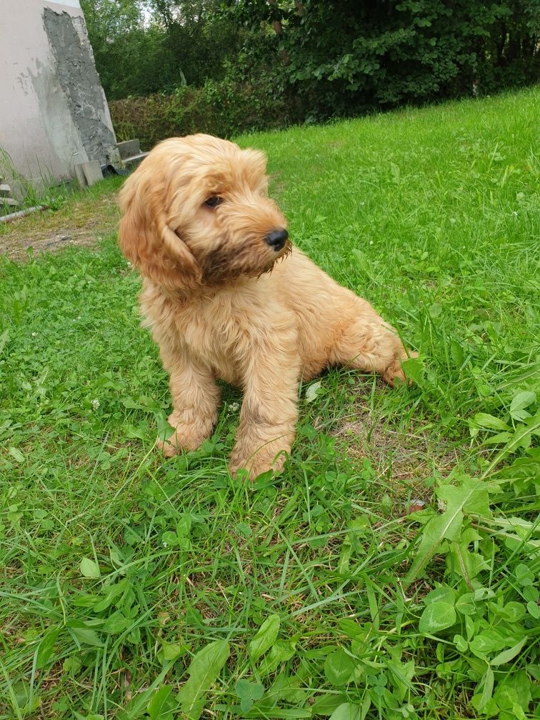 Cockapoo. Hybryda. Chłopczyk Noe.