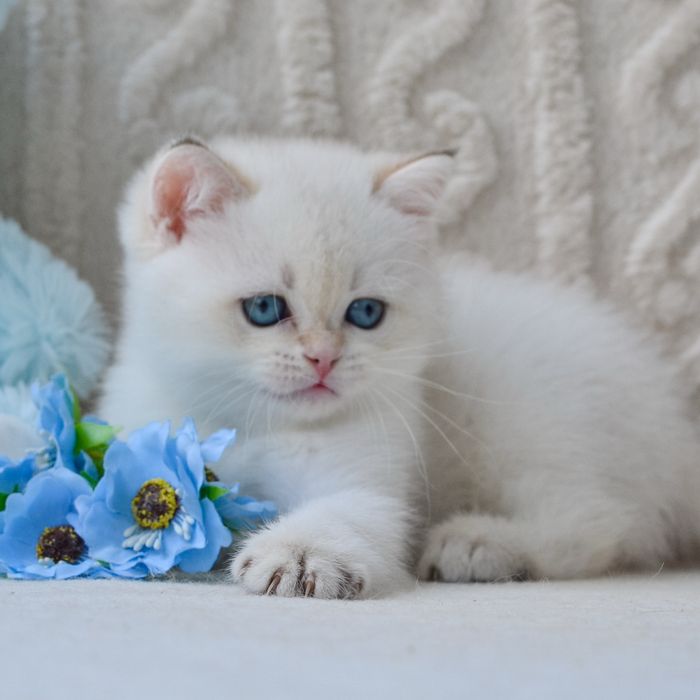 Шикарный британский мальчик