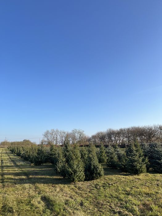Plantacja choinek, choinki, choinka,świerki, jodły