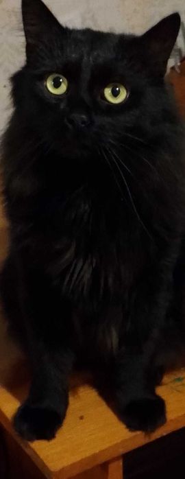 Віддам котика в добрі руки