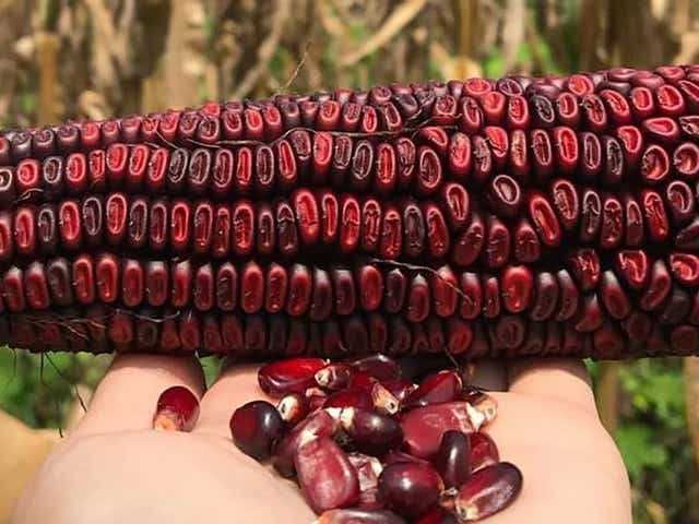 MILHO RUBY VERMELHO - Adaptado a Portugal