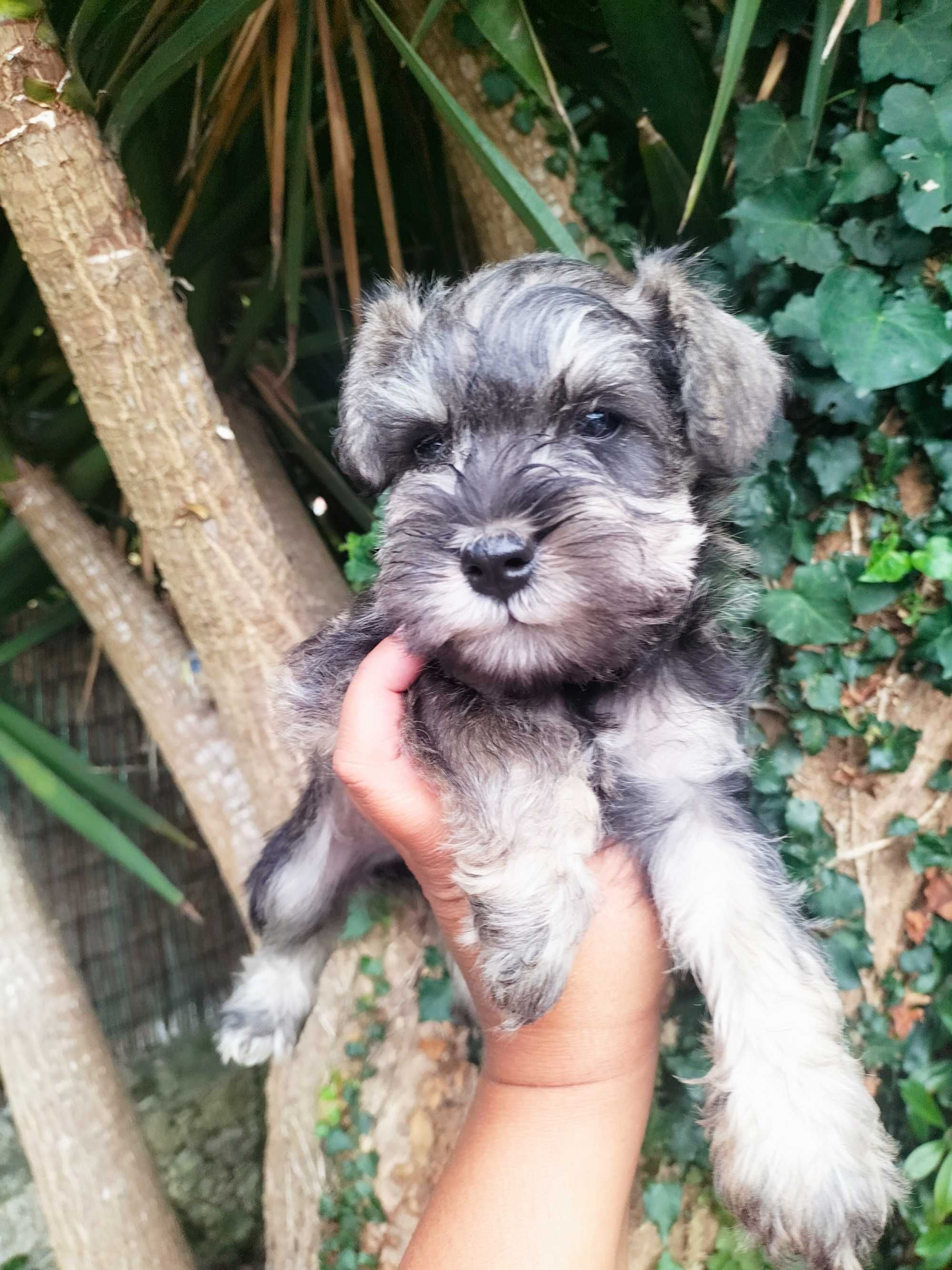 Schnauzer miniatura fêmea
