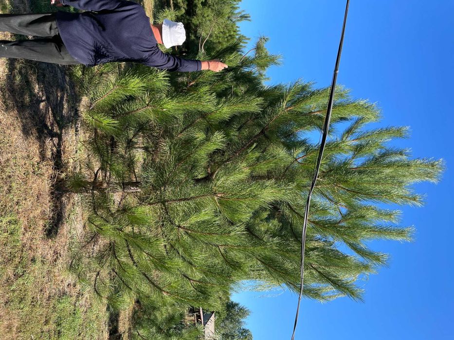 Сосна крымская с комом (4-5 метров)