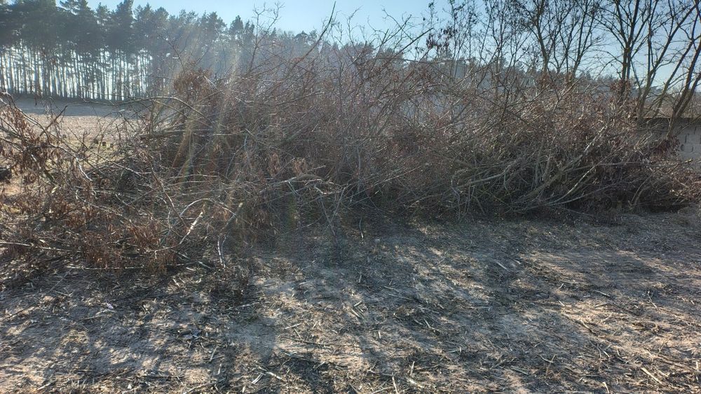 Oddam drewno, gałęzie