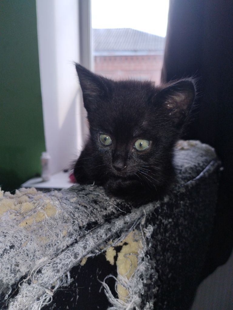 Файні котики! Безкоштовно!