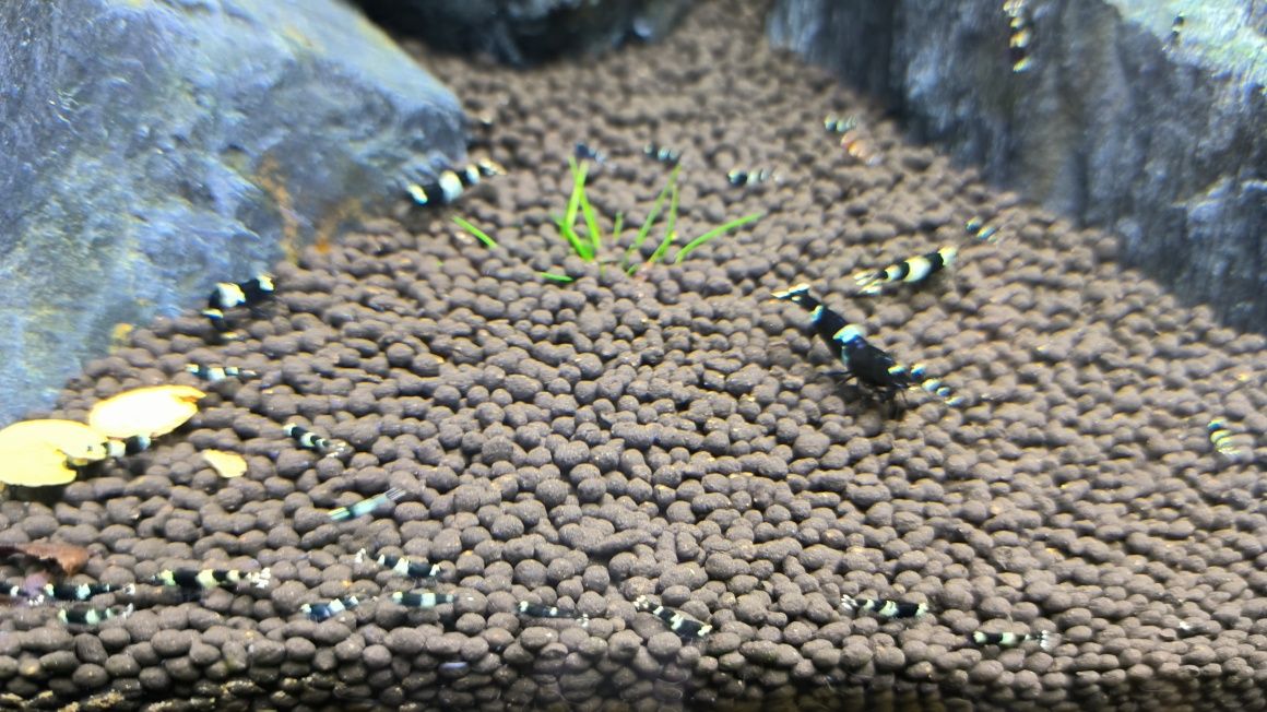 Krewetki Caridina Taiwan Bee Panda