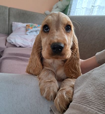 Cocker Spaniel Angielski