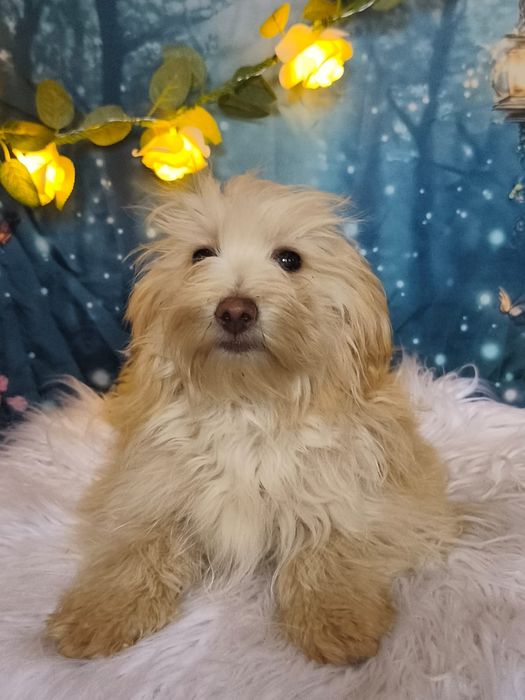 Księżniczka Maltipoo cudna słodka Jedyna Taka Rodowód Badania paszport