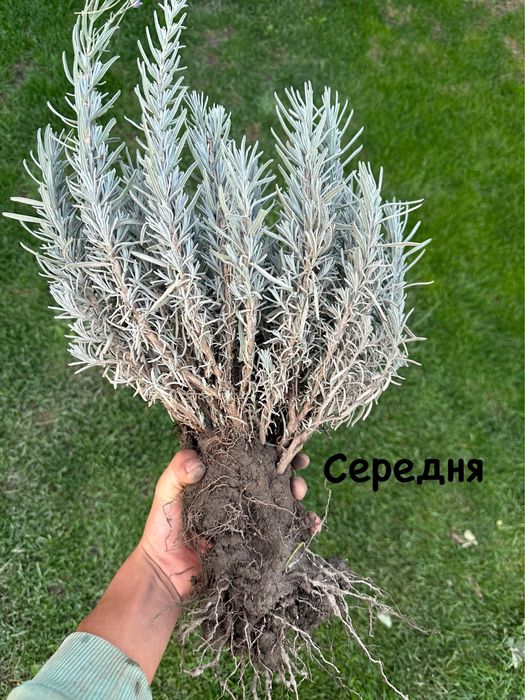 Саджанці Плодових дерев,Лаванда,Смородина На ОПТ