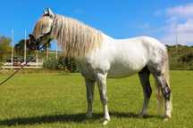 Cavalo luso-arabe