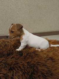 Jack Russell terrier