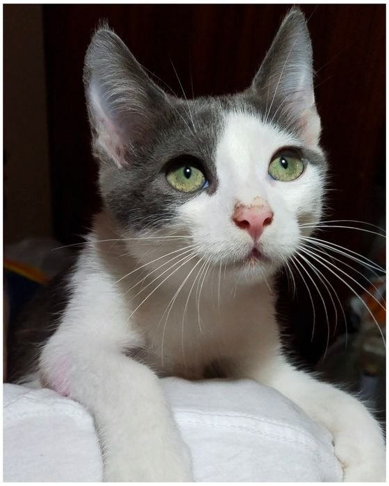 Хлопчик,кошеня,котик,маленький,сіро-білий,ніжний,шукає дім,безкоштовно