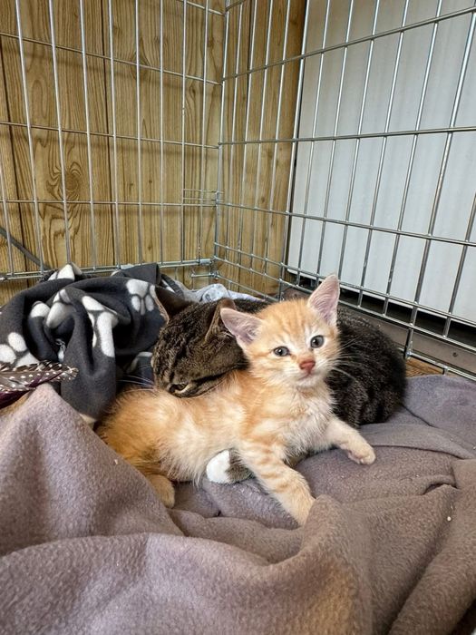 Kociaki do adopcji 1 miesiąc rudy zdrowe od zaraz przytulaste