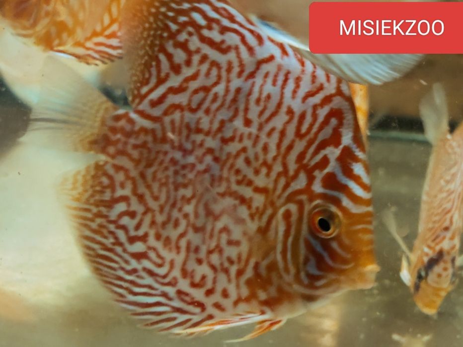 MISIEKZOO Dyskowce - Paletki /Rozmiar 6-6,5 cm tylko 45 zł