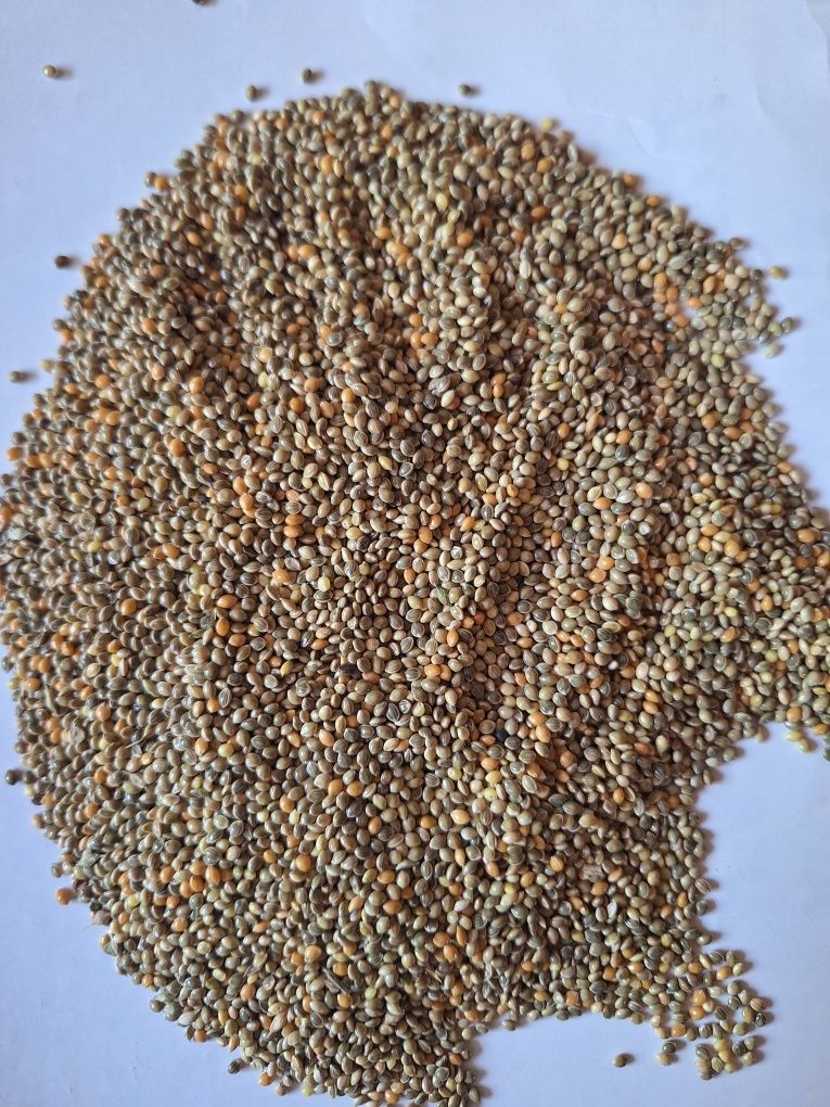Proso zielone 15 kg. Pokarm dla papug