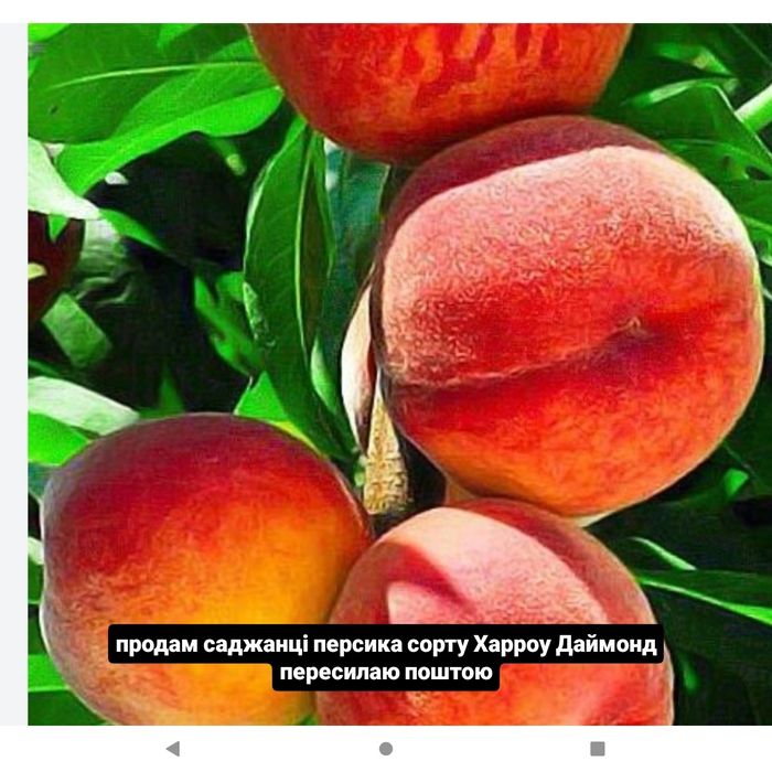 Продам саджанці дерев різних плодових культур сучасних сортів