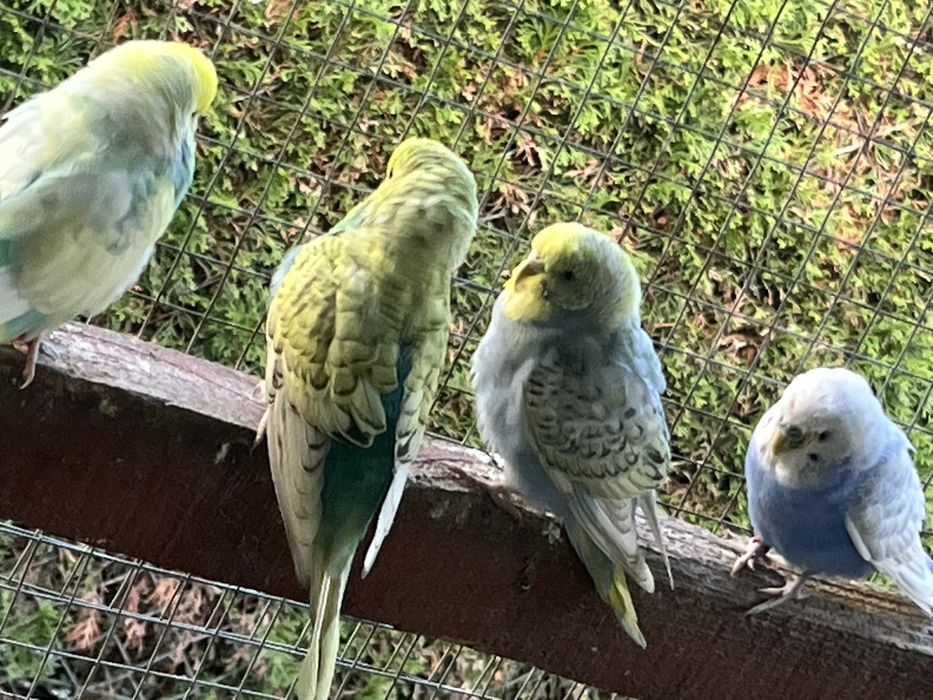 Zwierzeta szukaja nowej woliery