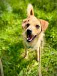 Luluś – rudy przystojniak szuka domu! Adopcja