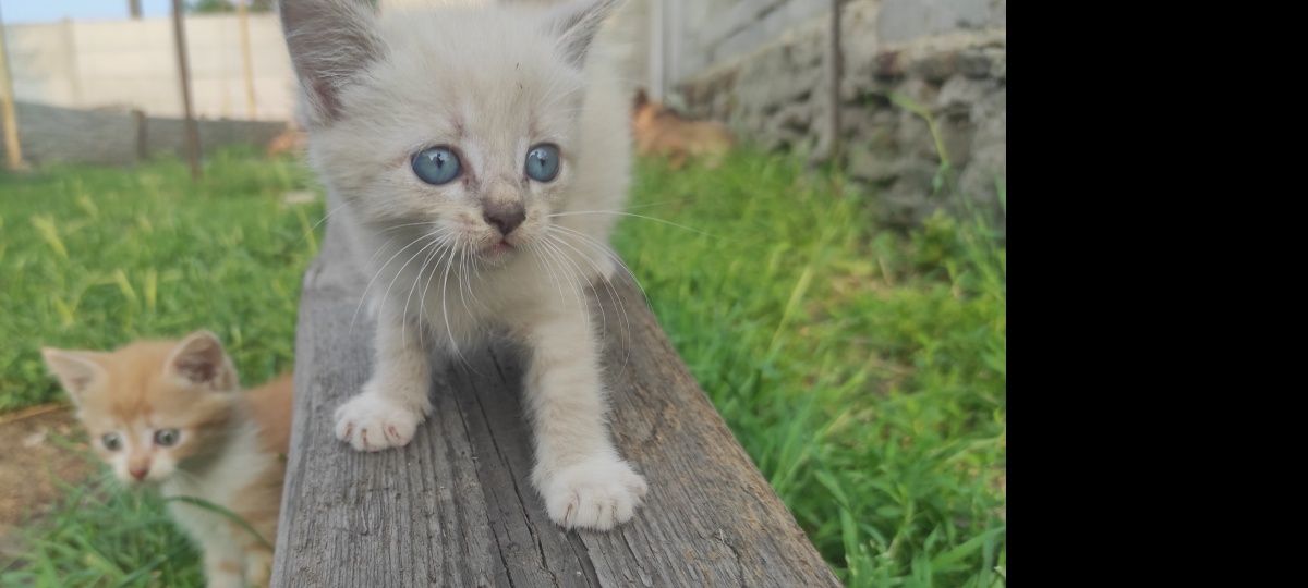 Котики в добрi руки