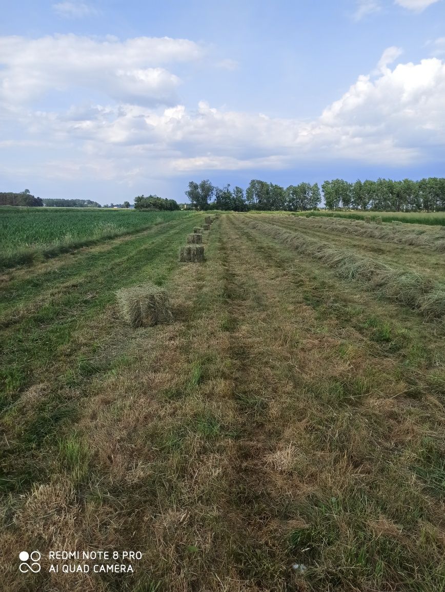 Siano w kostkach świeże robione 03.06. 2023 rok