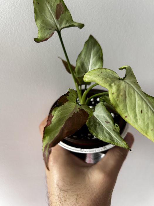 Syngonium "Orm Nagpum - pink salmon