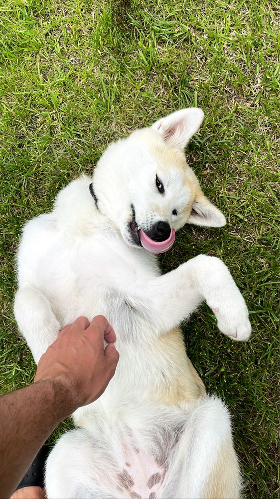 Szczeniaki za darmo do oddania adopcji - matka Akita Inu