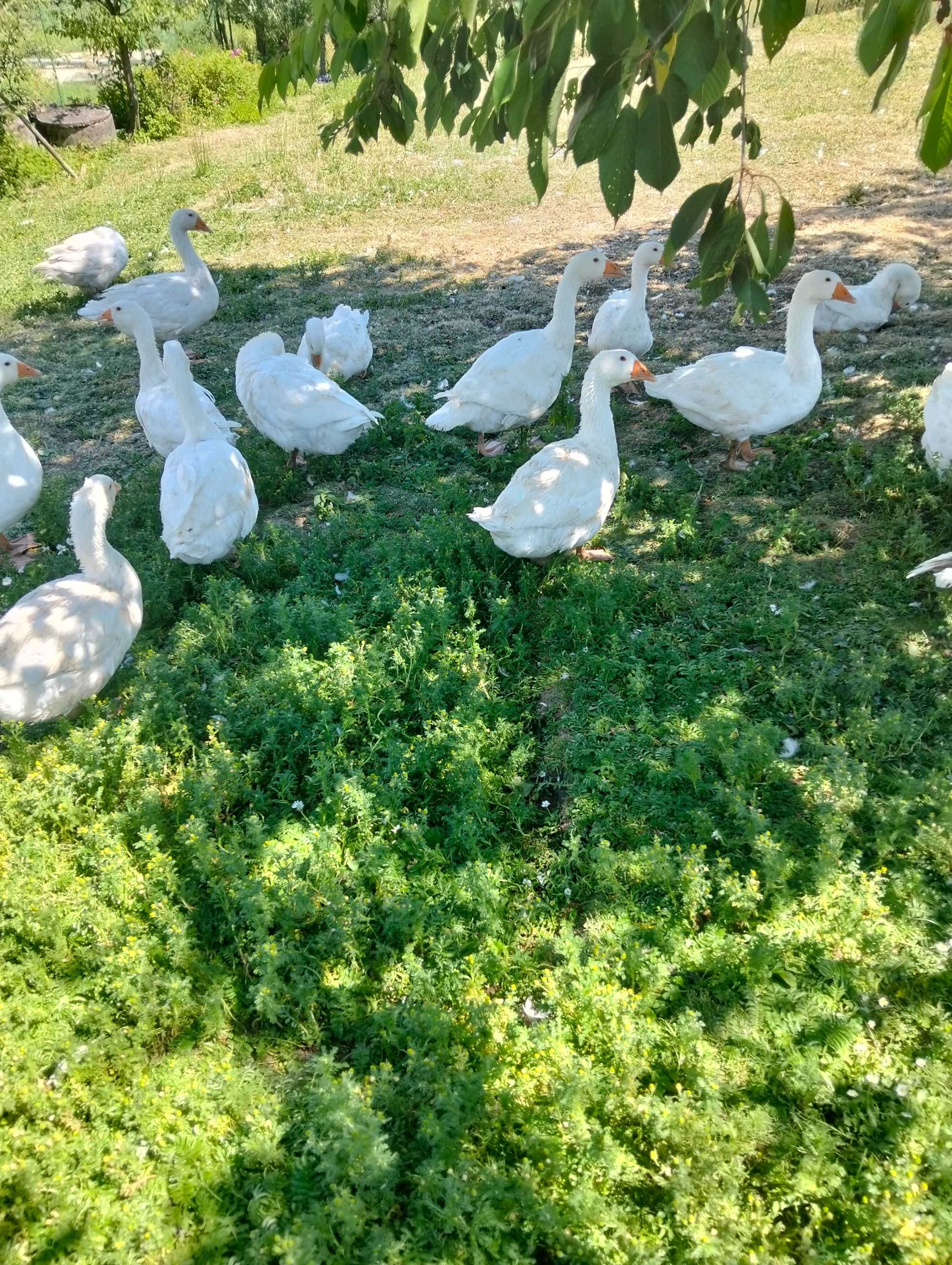 Piękne duże gęsi tegoroczne