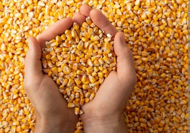 Kukurydza ziarno pasza