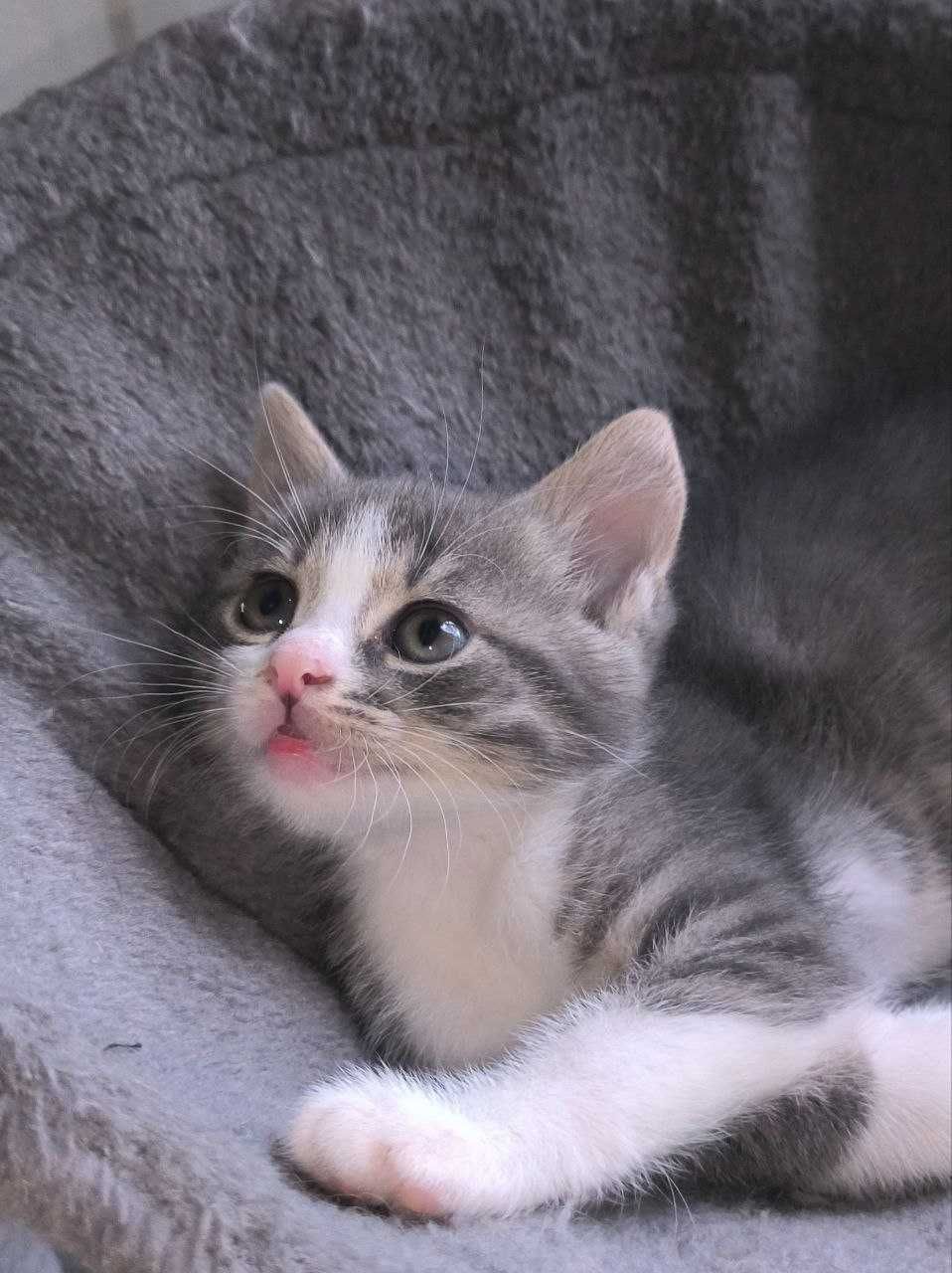 Кошеня хлопчик 1,5 місяці