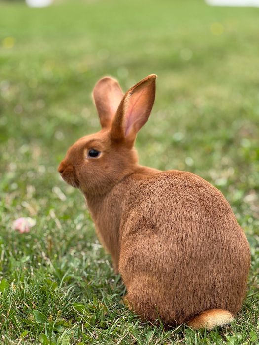 Królik Nowozelandzki czerwony