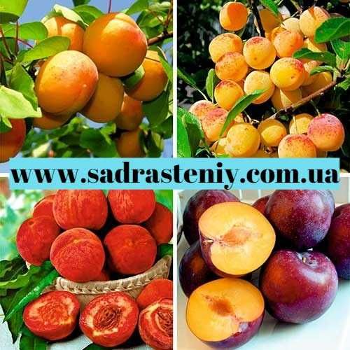 Саджанці нових сортів персика, абрикоса, черешні, та багато iншого!