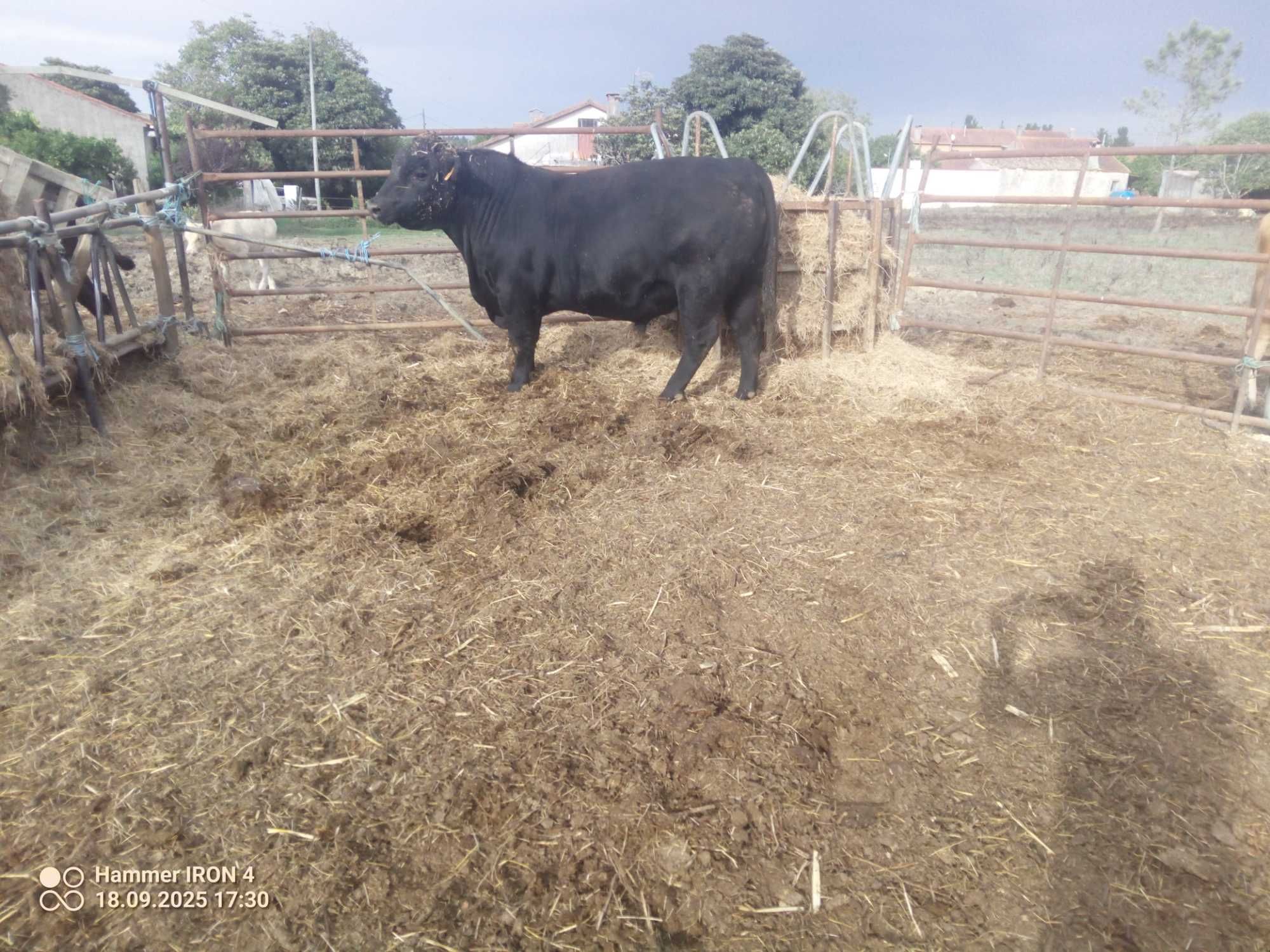 Angus puro inscrito no livro