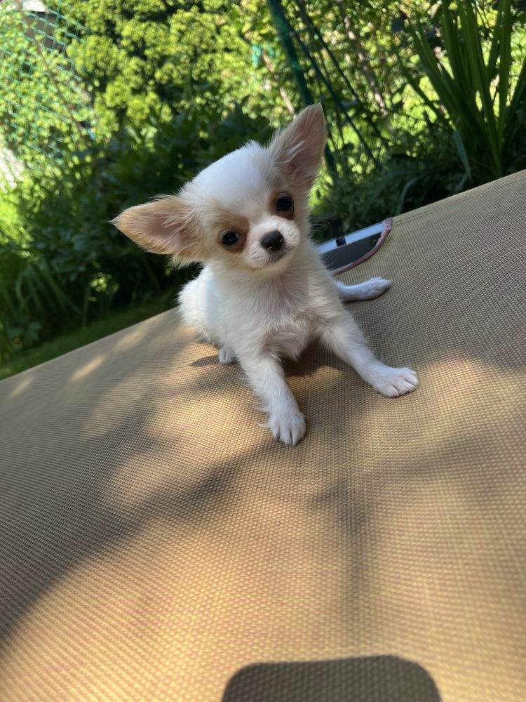 Mini chłopczyk chihuahua