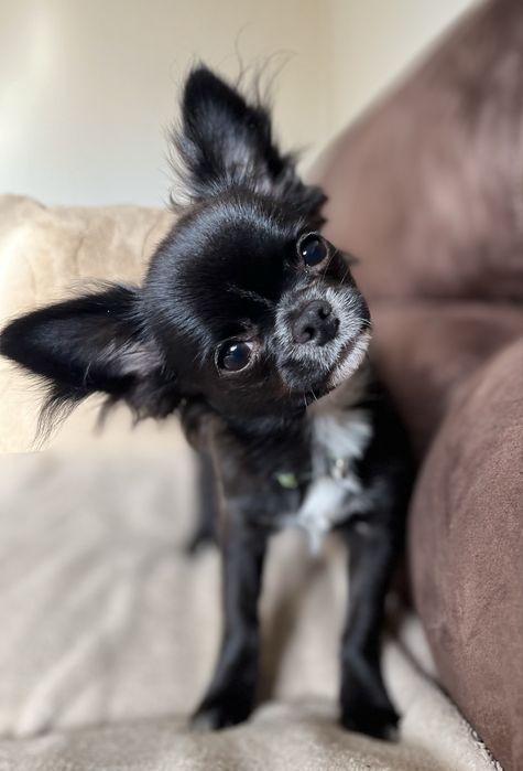 Chihuahua suczka ZKwP/FCI