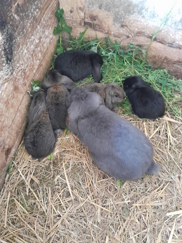 Króliki rasowe i mieszańce