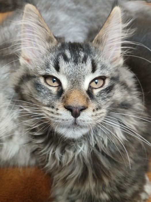 Котики породи Мей_кун