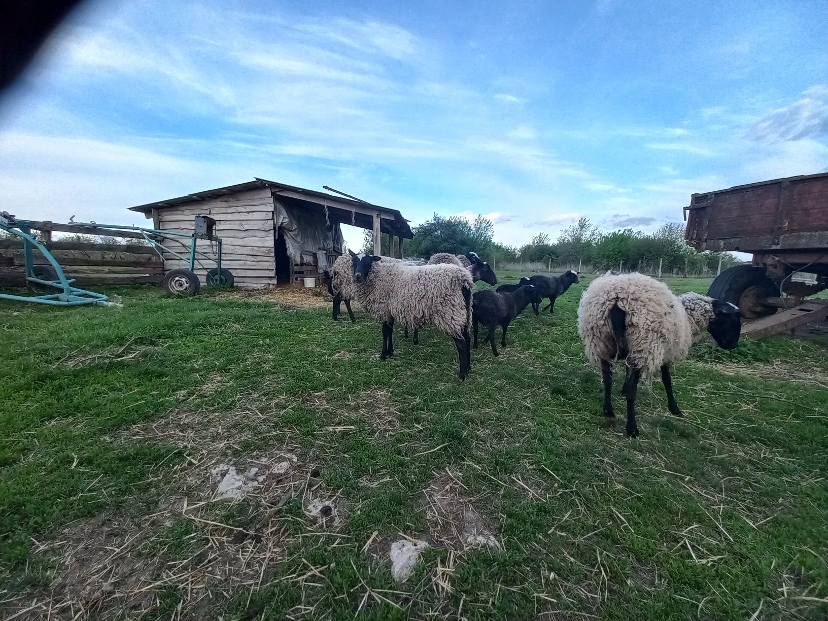 Ягнята романівскі