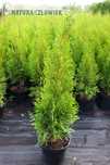 Thuja SMARAGD TUJA PROMOCJA Brabant, 70cm PRODUCENT  szmaragd